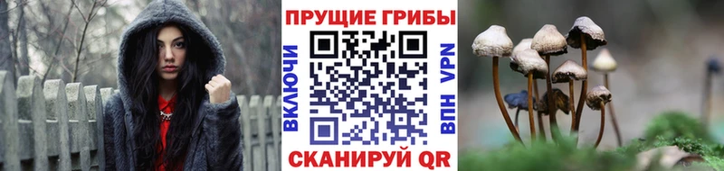 наркота  Балашиха  Псилоцибиновые грибы Magic Shrooms 